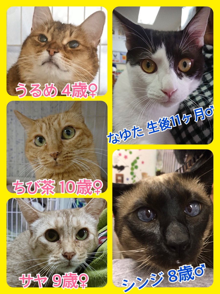 🐾今日の里親様募集中ニャンコ🐱メンバーです🐾2019,3,20